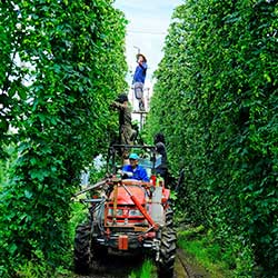 ビールの里　次世代ホップ農家