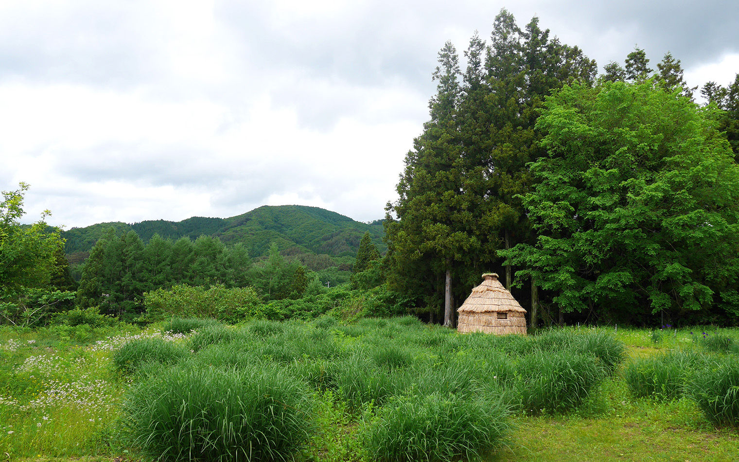 デンデラ野