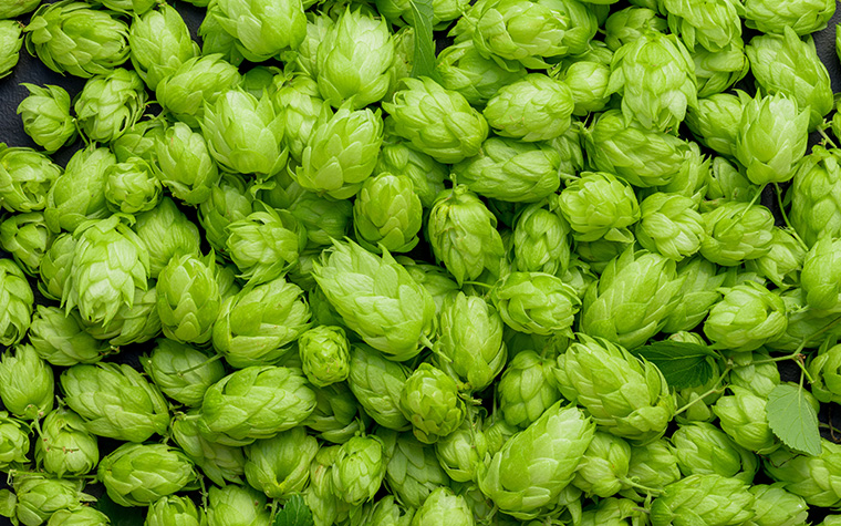 とれたてホップの季節に。ホップの香りと味わう、遠野の秋