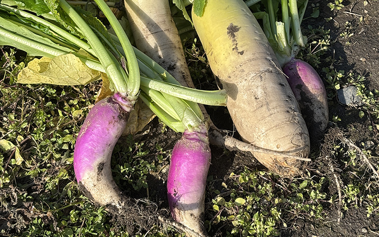 遠野旅の産地直売所 手ぶらで農業体験
