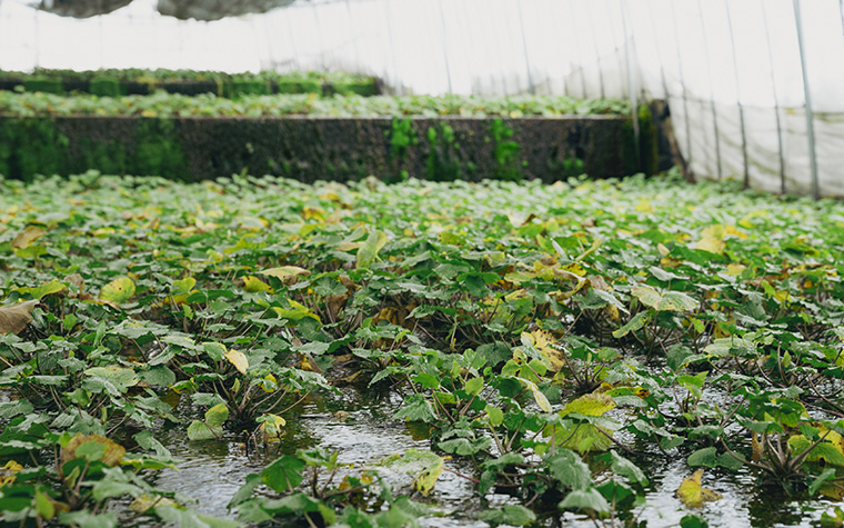 清流の極上わさびを求めて ―― 東北一の産地・遠野市宮守町で出会う「本物」の香りと物語