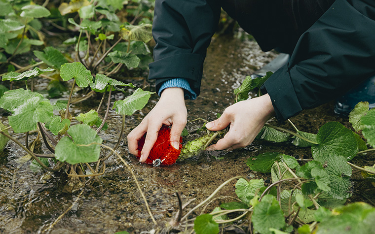 清流の極上わさびを求めて ―― 東北一の産地・遠野市宮守町で出会う「本物」の香りと物語