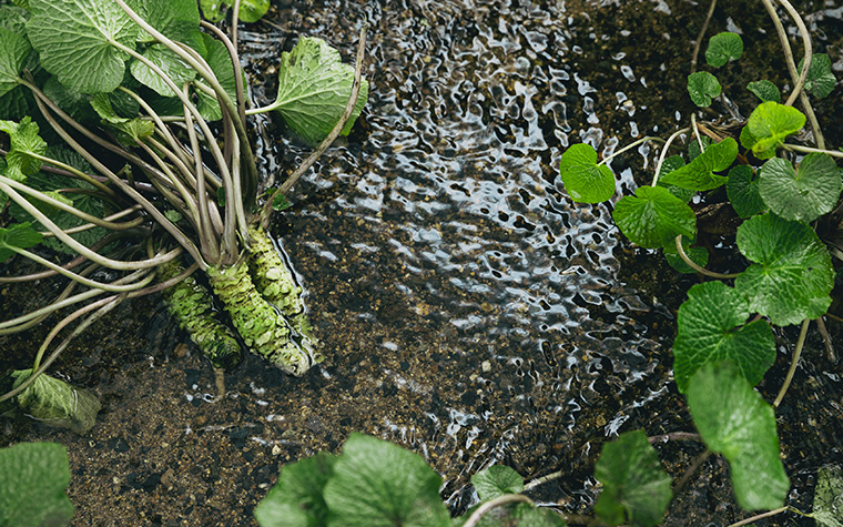 清流の極上わさびを求めて ―― 東北一の産地・遠野市宮守町で出会う「本物」の香りと物語